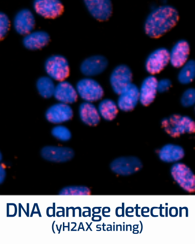 DNA damage detection